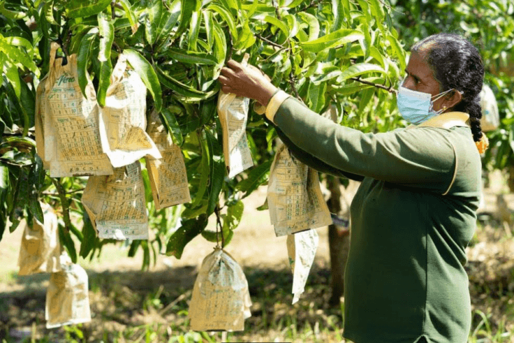 Mango Cultivation & Orchard Walk