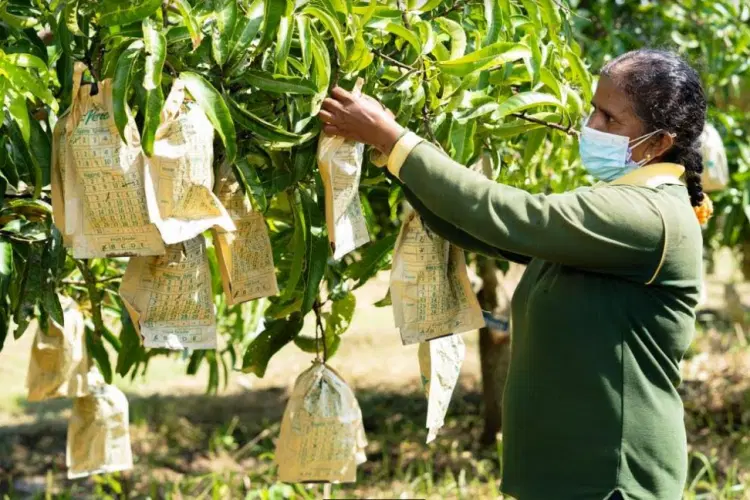 Mango Cultivation & Orchard Walk