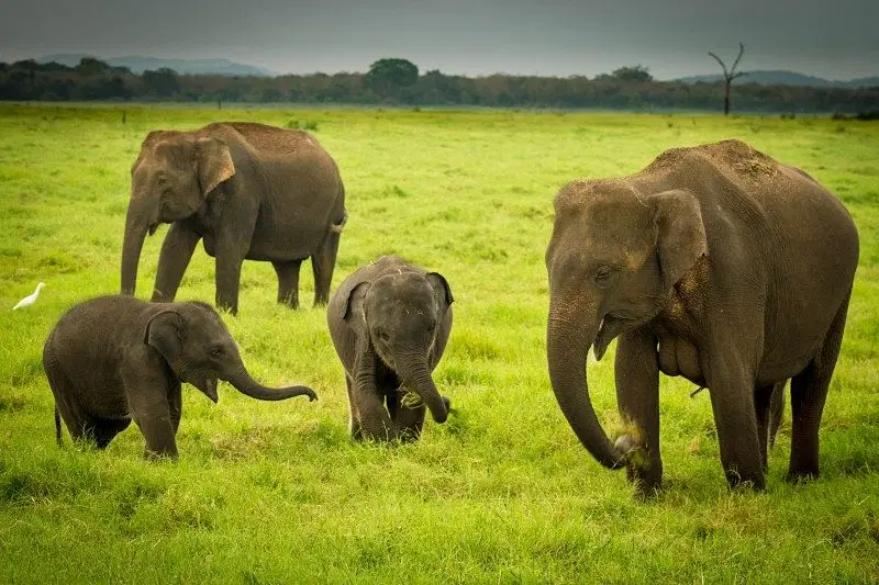 Elephant Watching at Hurulu Eco Park